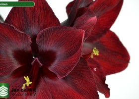 hippeastrum Carmen (2)